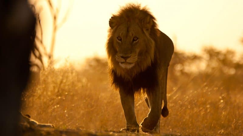 Cecil-The-Lion-Teaches-Online-Reputation-Management